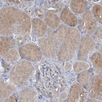 Anti-MRPS18A antibody produced in rabbit 