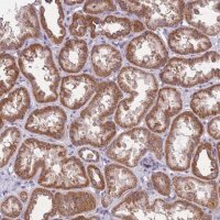 Anti-MRPS18C antibody produced in rabbit 