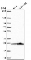 Anti-MRPS26 antibody produced in rabbit HPA054610-100UL