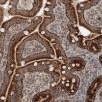 Anti-MRPS28 antibody produced in rabbit 