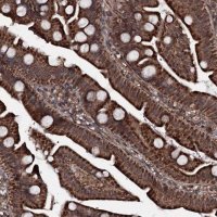 Anti-MRPS31 antibody produced in rabbit 