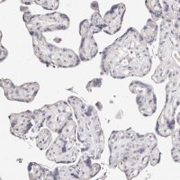 Anti-MRPS33 antibody produced in rabbit