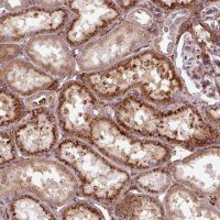 Anti-MRPS5 antibody produced in rabbit 