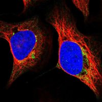 Anti-MRPS5 antibody produced in rabbit 