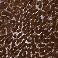 Anti-MRPS7 antibody produced in rabbit 