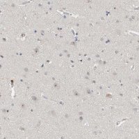 Anti-MRTO4 antibody produced in rabbit 