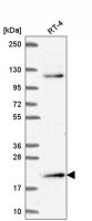 Anti-MSC antibody produced in rabbit 