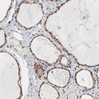 Anti-MSL2 antibody produced in rabbit 