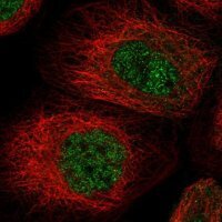 Anti-MSL3 antibody produced in rabbit 