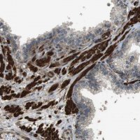 Anti-MSRB3 antibody produced in rabbit 