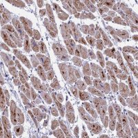 Anti-MT-CO3 antibody produced in rabbit 