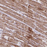 Anti-MT-ND4 antibody produced in rabbit 