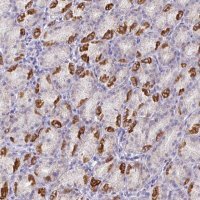 Anti-MT-ND4 antibody produced in rabbit 