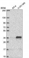 Anti-MTERF1 antibody produced in rabbit 