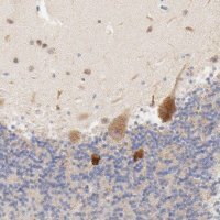 Anti-MTERF2 antibody produced in rabbit 