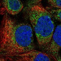 Anti-MTFR1 antibody produced in rabbit 