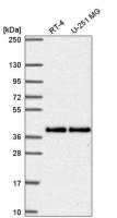 Anti-MTFR1 antibody produced in rabbit 
