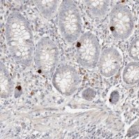 Anti-MTFR2 antibody produced in rabbit