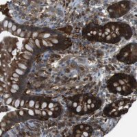 Anti-MTHFD1 antibody produced in rabbit HPA015006-100UL