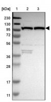 Anti-MTHFD1 antibody produced in rabbit HPA015006-100UL