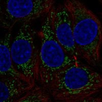 Anti-MTHFD1L antibody produced in rabbit 