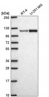Anti-MTHFD1L antibody produced in rabbit 