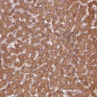 Anti-MTHFS antibody produced in rabbit HPA054177-100UL