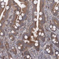 Anti-MTRF1L antibody produced in rabbit 