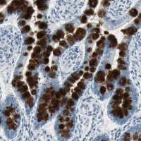 Anti-MUC4 antibody produced in rabbit 