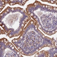 Anti-MVB12A antibody produced in rabbit 