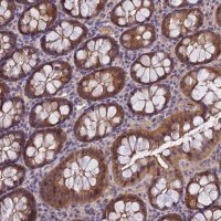 Anti-MVD antibody produced in rabbit 