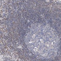 Anti-MX2 antibody produced in rabbit 