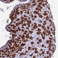 Anti-MXRA7 antibody produced in rabbit 