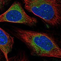 Anti-MXRA7 antibody produced in rabbit 