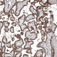 Anti-MXRA8 antibody produced in rabbit
