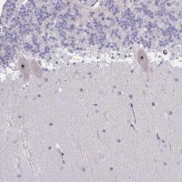 Anti-MYC antibody produced in rabbit