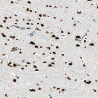 Anti-MYEF2 antibody produced in rabbit 