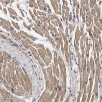Anti-MYH3 antibody produced in rabbit 