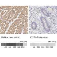Anti-MYH6 antibody produced in rabbit 