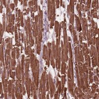 Anti-MYL3 antibody produced in rabbit