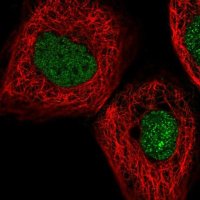 Anti-MYNN antibody produced in rabbit