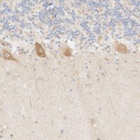 Anti-MYO10 antibody produced in rabbit 