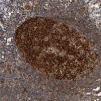 Anti-MYO1E antibody produced in rabbit 