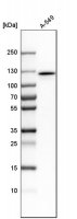 Anti-MYO1E antibody produced in rabbit 