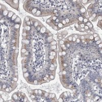 Anti-MYOC antibody produced in rabbit 