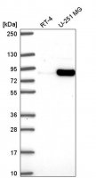 Anti-MYSM1 antibody produced in rabbit 