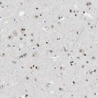 Anti-MZF1 antibody produced in rabbit 
