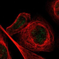 Anti-MZF1 antibody produced in rabbit 