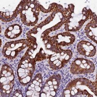 Anti-NAA16 antibody produced in rabbit 