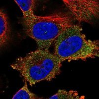 Anti-NAA16 antibody produced in rabbit 